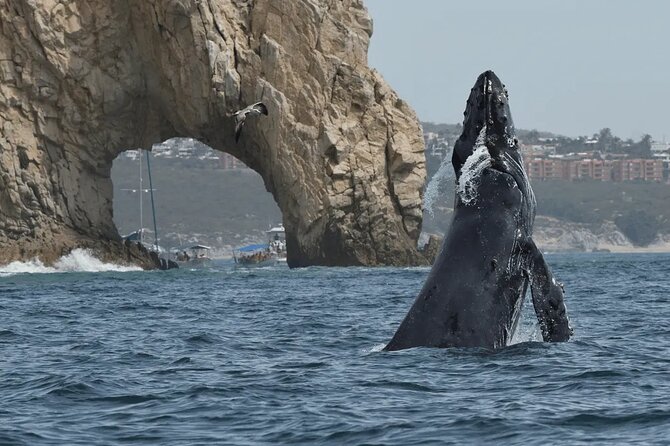 Whale Watching in Cabo: 2-Hour Small Group Tour to The Arch - Key points before you go