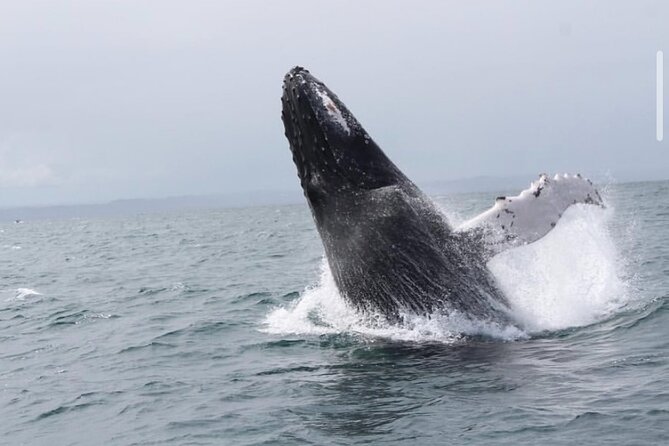 Whale Watching in Cabo: 2-Hour Small Group Tour to The Arch - Cabo’s “two-part” route: Arch views before the whale search
