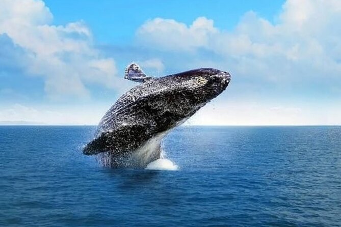 Whale Watching in Cabo: 2-Hour Small Group Tour to The Arch - Whale watching in the Sea of Cortez: the 1-hour hunt for breaches