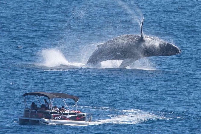 Whale Watching in Cabo San Lucas on board our Luxury Trimaran! - Key Things That Make This Cabo Whale Cruise Worth It