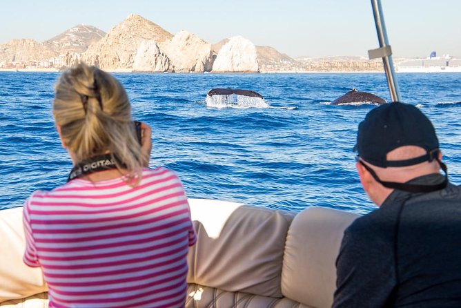 Whale Watching in Cabo San Lucas on board our Luxury Trimaran! - Why Gray Whale Season in Cabo Runs Just Jan to April