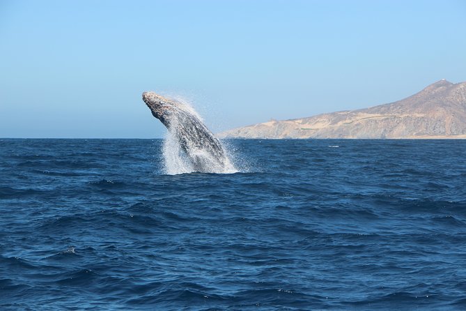 Whale Watching in Cabo San Lucas on board our Luxury Trimaran! - What You’ll See: Gray Whales, Possible Humpbacks, and Lots of Waiting