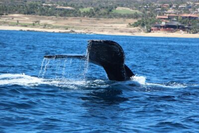 Whale Watching in Cabo San Lucas on board our Luxury Trimaran! - Your Luxury Trimaran: Views, Comfort, and Safety