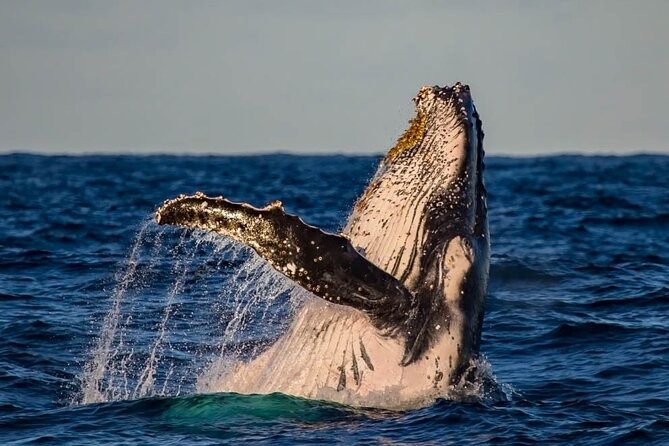 Whale Watching in Cabo San Lucas on board our Luxury Trimaran! - Small Group Energy: Why Max 14 Travelers Feels Better