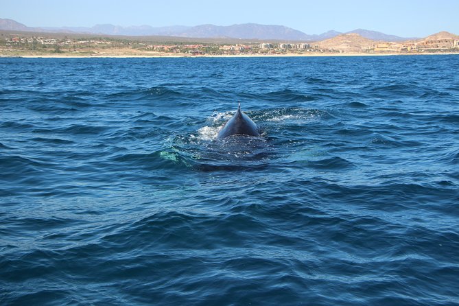Whale Watching in Cabo San Lucas on board our Luxury Trimaran! - Weather Reality: What Happens When the Ocean Is Uncooperative