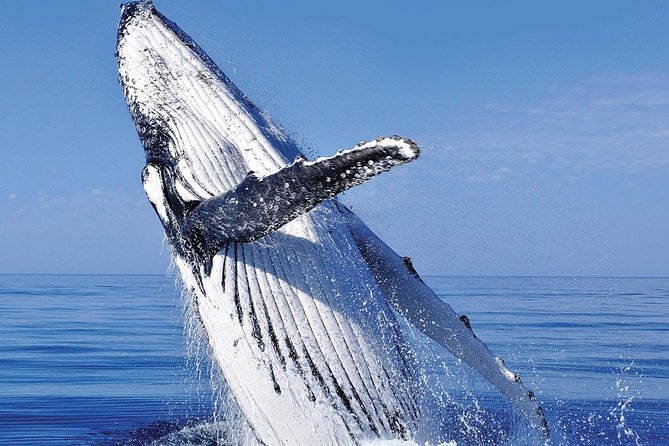 Whale Watching in Cabo San Lucas: Sightseeing Cruise and Shopping - Marina Cabo San Lucas: Tequila Tasting With a Real Explanation