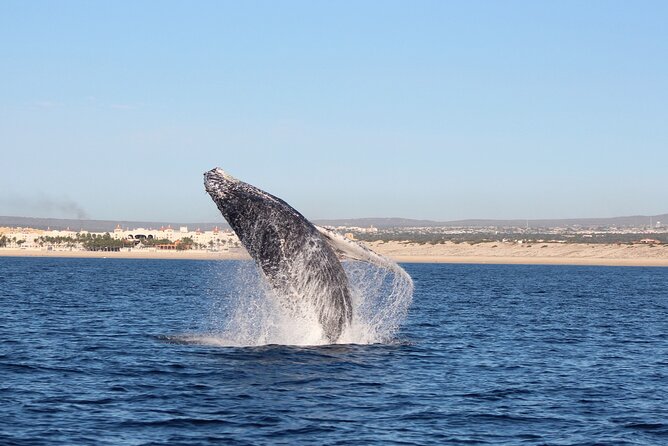 Whale Watching in Cabo San Lucas: Sightseeing Cruise and Shopping - Shopping Time in Cabo San Lucas: 30 Minutes Can Be Enough