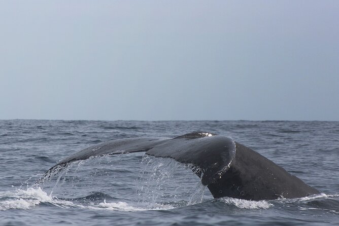 Whale Watching in Cabo San Lucas: Sightseeing Cruise and Shopping - Pickup, Timing, and the Van Ride: Why This Tour Feels Easy