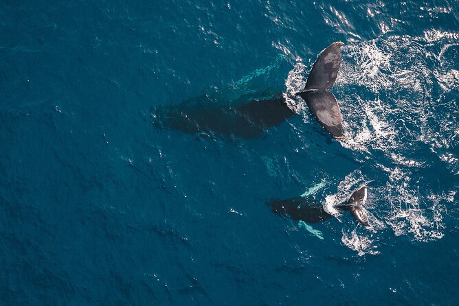 Whale Watching in Cabo San Lucas: Sightseeing Cruise and Shopping - When the Weather Doesn’t Cooperate