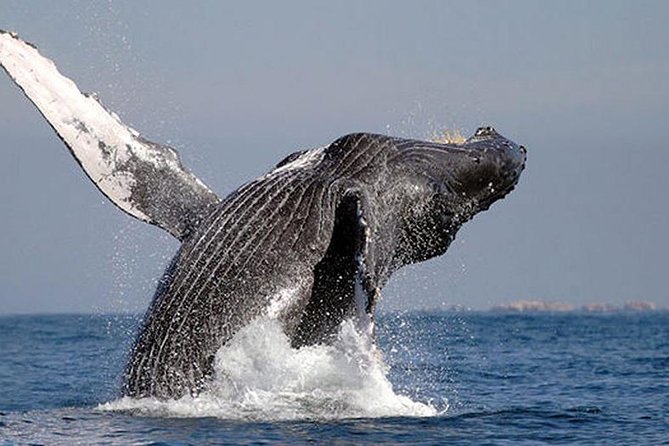 Whale Watching in Cabo San Lucas: Sightseeing Cruise and Shopping - Sea of Cortez: The Part You Came For