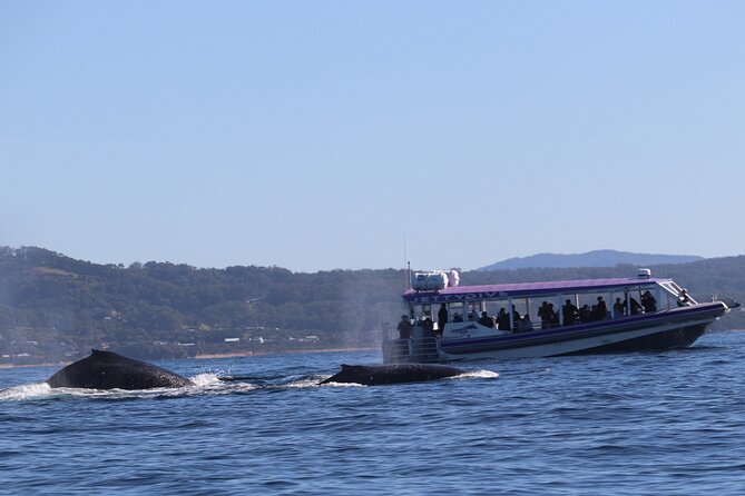 Whale Watching in Coffs Harbour - Key Highlights You’ll Actually Feel on This Trip