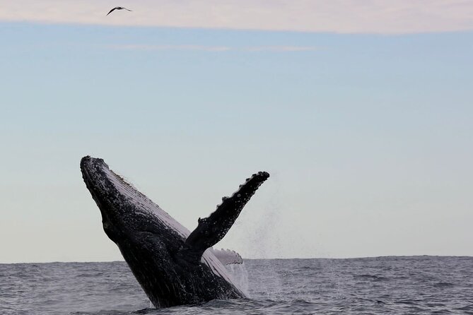 Whale Watching in Coffs Harbour - Why This Coffs Harbour Whale Watch Feels Like a Smart Plan