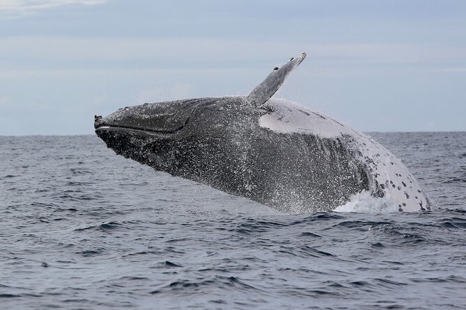 Whale Watching in Coffs Harbour - What You’ll Do on the Water: Watch, Move, Repeat