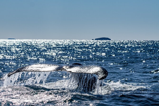 Whale Watching in Coffs Harbour - Mega Wild Boat Comfort: Dry Cabin, Quick Views, Quiet Motors