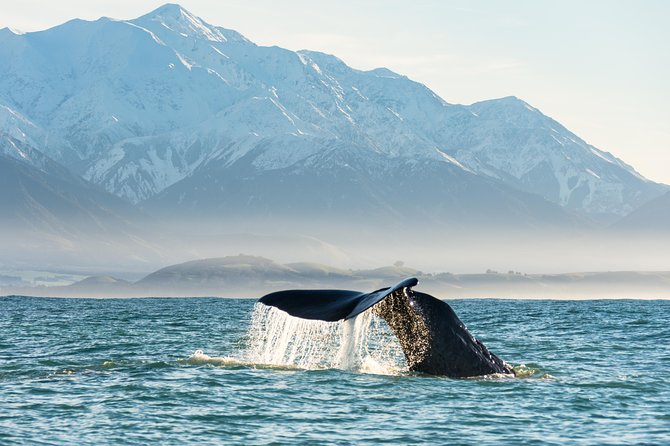 Whale Watching in Kaikoura by Boat - Your day at sea: the 3.5-hour schedule that actually works