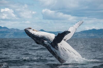 Whale Watching in Kaikoura by Boat - Speedy catamarans: comfort, speed, and what to expect on deck