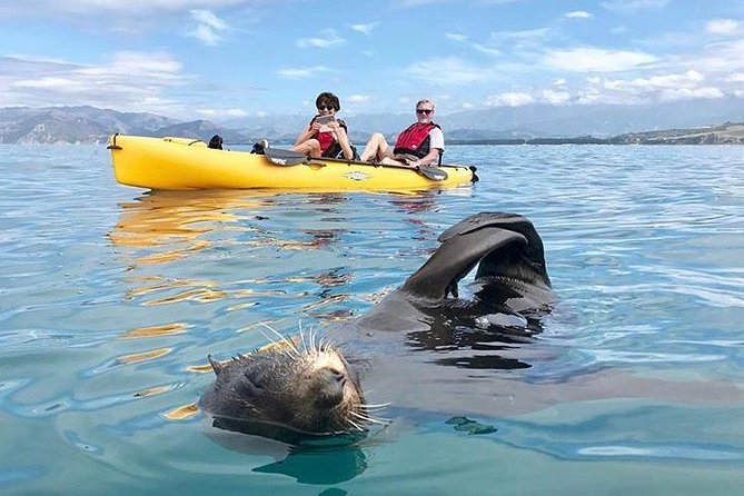 Whale Watching in Kaikoura by Boat - Sea conditions and seasickness: your best pre-trip move
