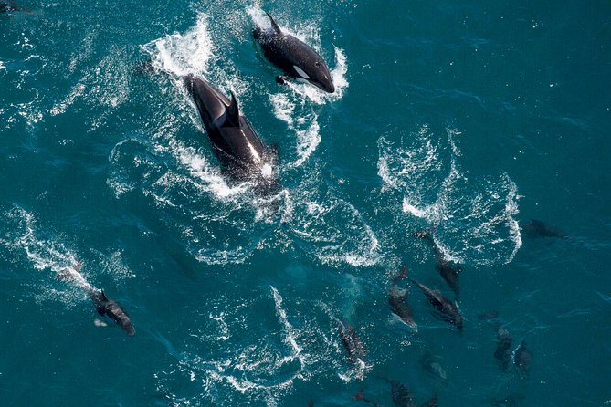 Whale Watching in Kaikoura - Ultimate Experience - What you can realistically spot: sperm whales, dolphins, and migratory species