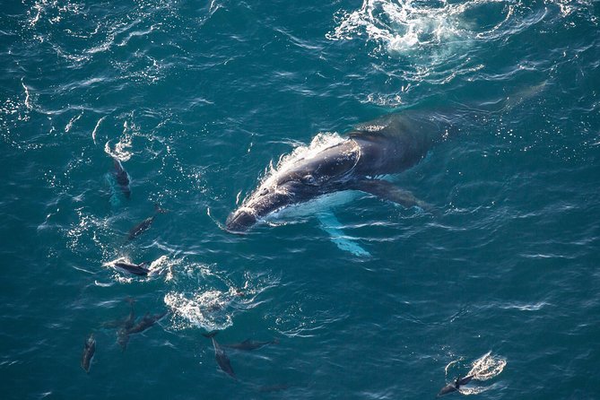 Whale Watching in Kaikoura - Ultimate Experience - Price and booking timing: is $152.46 worth it?
