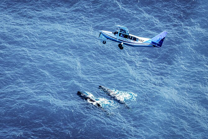 Whale Watching in Kaikoura - Ultimate Experience - Small-group comfort and the pilot-led wildlife talk