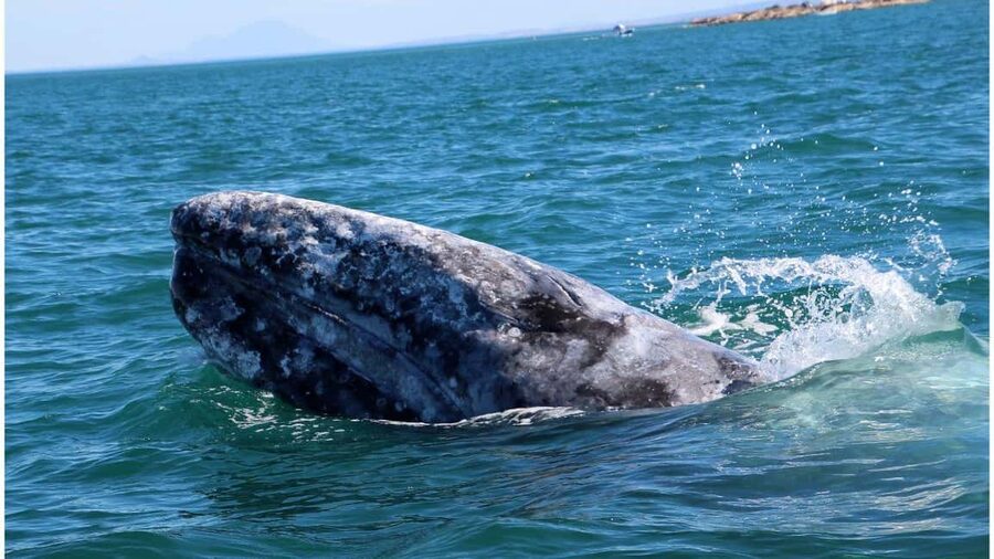 Whale Watching in La Paz – Gray Whale Encounter - Key Highlights You’ll Care About