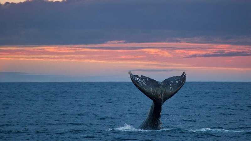 Whale Watching in La Paz – Gray Whale Encounter - Day-Of Comfort: Tips to Help Things Go Right