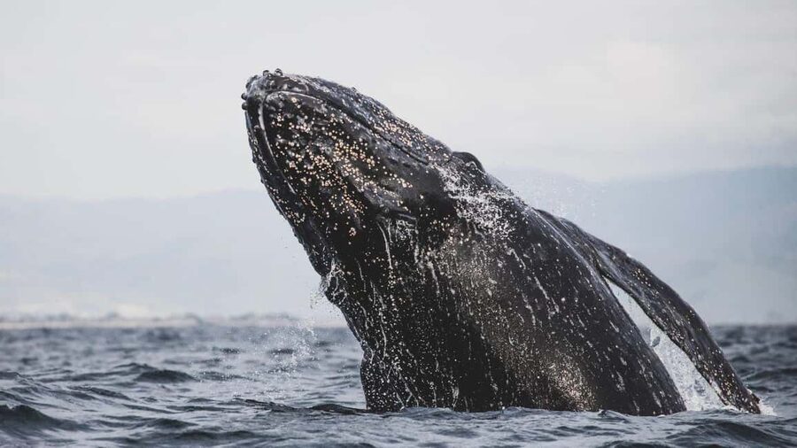 Whale Watching in La Paz – Gray Whale Encounter - Gray Whales in Puerto Chale: What Makes This Encounter Work