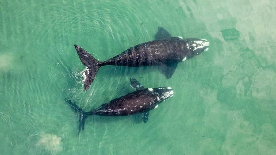 Whale Watching in La Paz – Gray Whale Encounter - The Breakfast Box and Lunch That Actually Make a Difference
