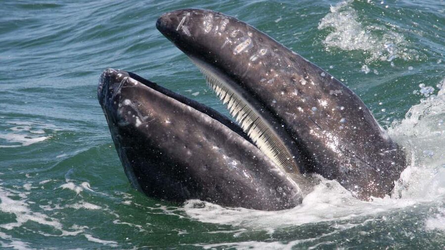 Whale Watching in La Paz – Gray Whale Encounter - Magdalena Bay Break Time: The Rest Stop You’ll Thank Yourself For