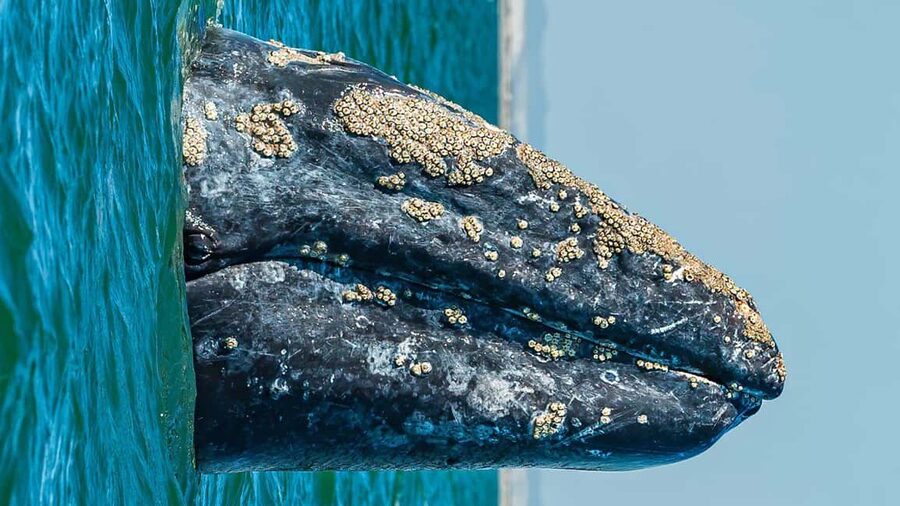 Whale Watching in La Paz – Gray Whale Encounter - Price and Value at $169: What You’re Really Buying