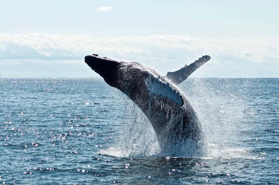 Whale Watching in La Paz – Gray Whale Encounter - Who This Gray Whale Tour Fits Best (And Who Should Skip It)