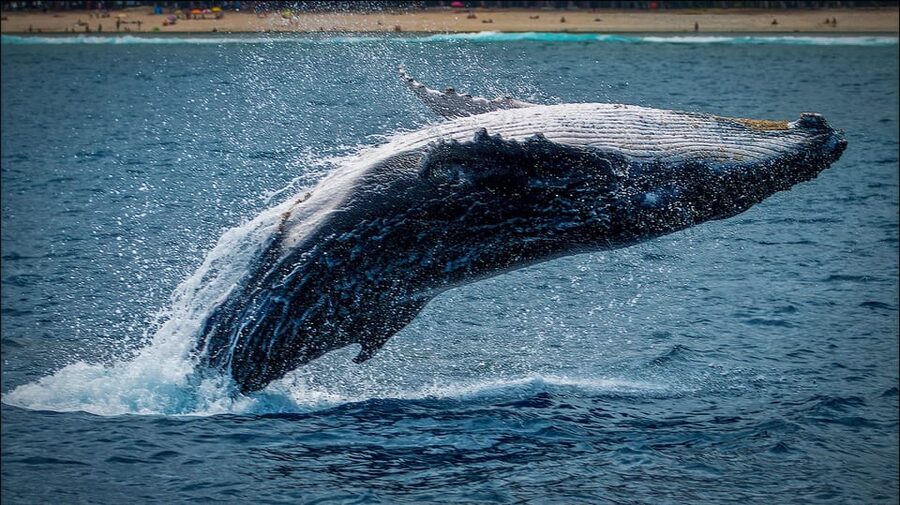 Whale Watching in La Paz – Gray Whale Encounter - Practical Packing Checklist for a Smooth Day on the Water