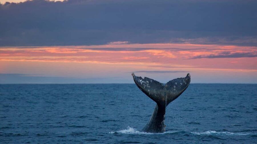 Whale Watching in La Paz – Gray Whale Encounter - Getting From La Paz to the Bay: Early Start, Real Travel Time