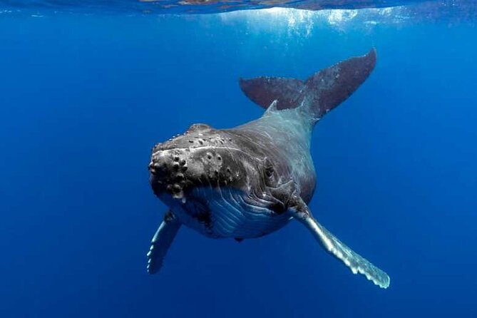 Whale watching in Moorea - Key things to know before you go