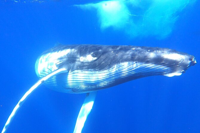 Whale watching in Moorea - Moorea whale watching starts at 8:30, with a real sea day feel