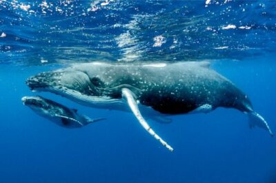 Whale watching in Moorea - The humpback part: what you’re really signing up for