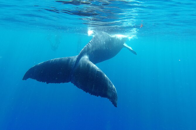 Whale watching in Moorea - Equipment and comfort tips that come straight from the reality of launch days