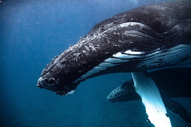Whale watching in Moorea - Who this tour suits best (and who should rethink it)