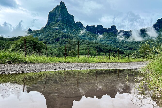 Whale watching in Moorea - Should you book this Moorea whale watching tour?