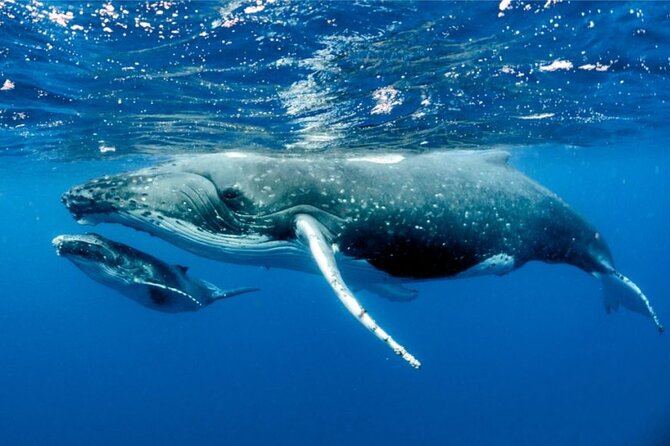 Whale watching in Moorea - The humpback part: what you’re really signing up for