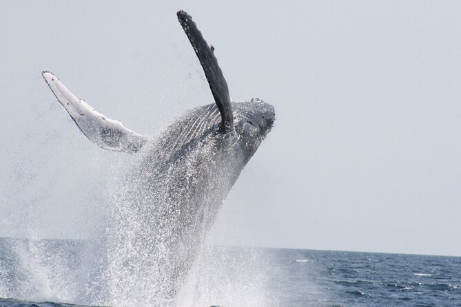 Whale Watching in Okinawa From Naha or Chatan - Key points to know before you go