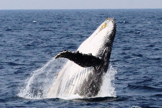 Whale Watching in Okinawa From Naha or Chatan - From Miegusuku Port: where you meet and how pickup works