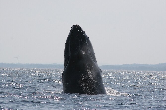 Whale Watching in Okinawa From Naha or Chatan - What makes this tour feel worth the money: guide, audio, and photo follow-up