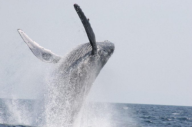 Whale Watching in Okinawa From Naha or Chatan - Price and value: what $39.64 really covers