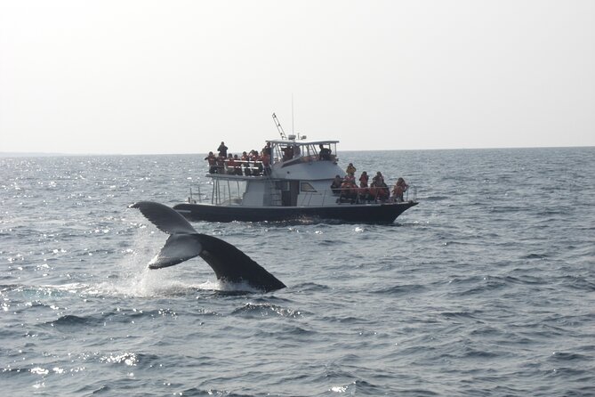 Whale Watching in Okinawa From Naha or Chatan - Seasickness and safety: the reality of choppy water