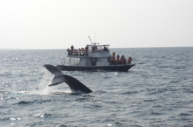 Whale Watching in Okinawa From Naha or Chatan - Weather, refund expectations, and how to avoid disappointment