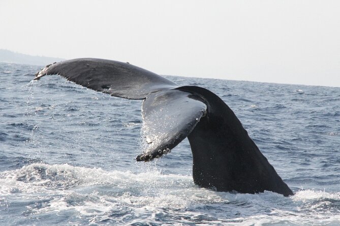 Whale Watching in Okinawa From Naha or Chatan - Should you book whale watching from Naha or Chatan?