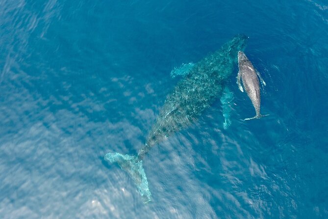 Whale Watching in Okinawa From Naha or Chatan - The one-hour whale viewing: what you might see (and what you can’t force)