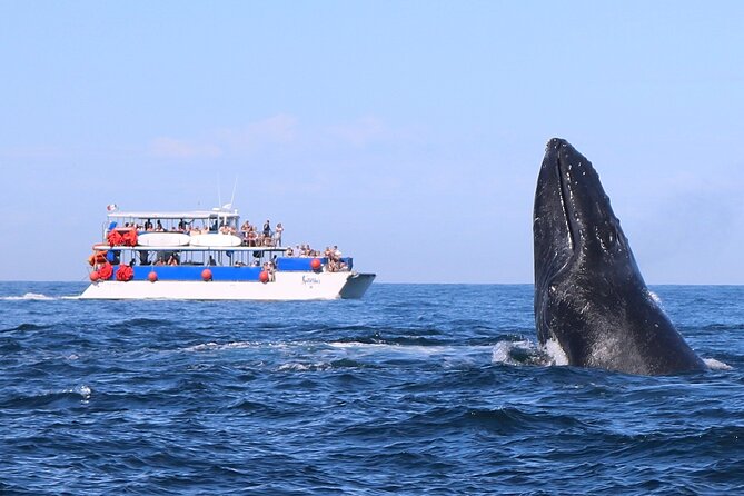 Whale Watching in Puerto Vallarta - Humpbacks in Banderas Bay: The Real Reason This Tour Works
