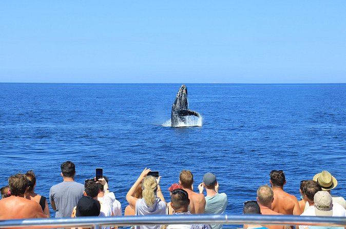 Whale Watching in Puerto Vallarta - Marine Mammal Expert Guidance: Real Interpretation Beats Guesswork